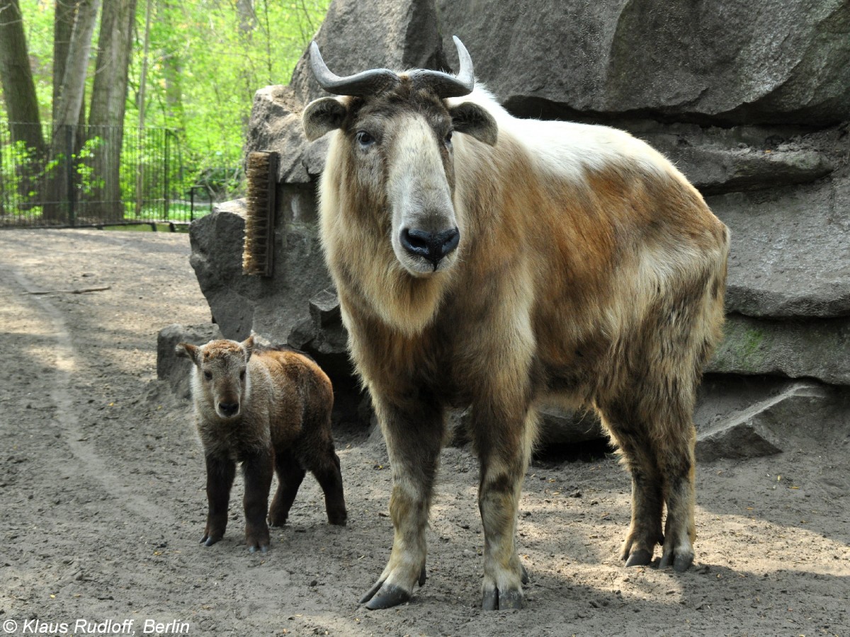 Goldtakin (Budorcas taxicolor bedfordi). Mutter mit Jungtier im Tierpark Berlin