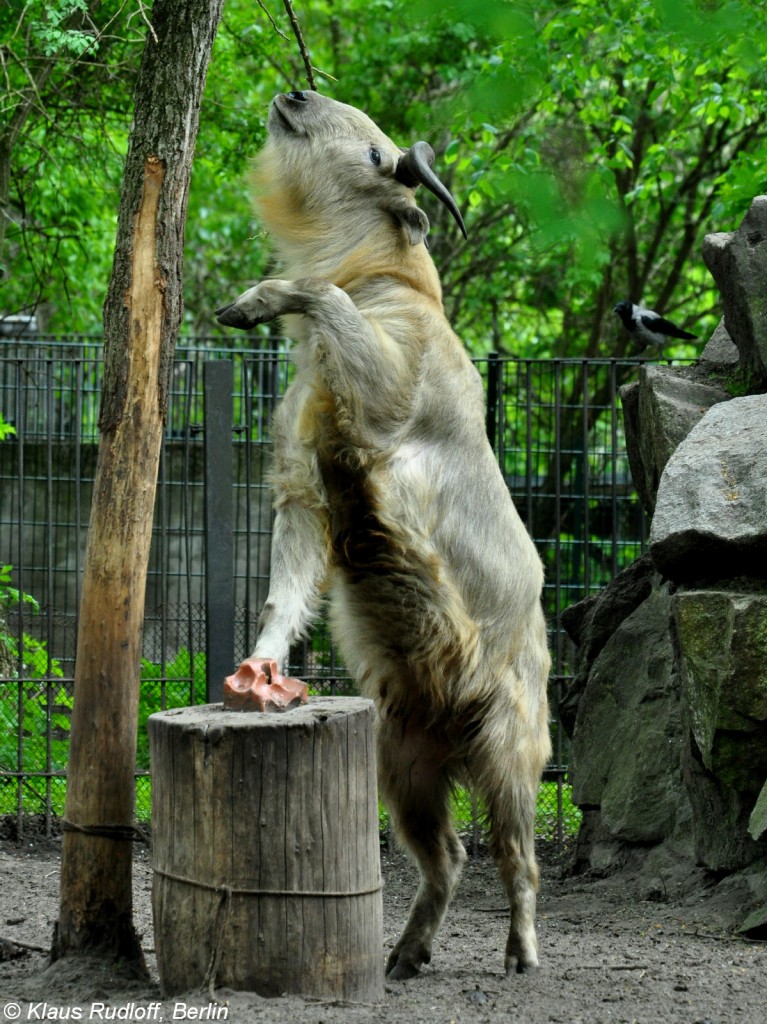 Goldtakin (Budorcas taxicolor bedfordi) im Tierpark Berlin