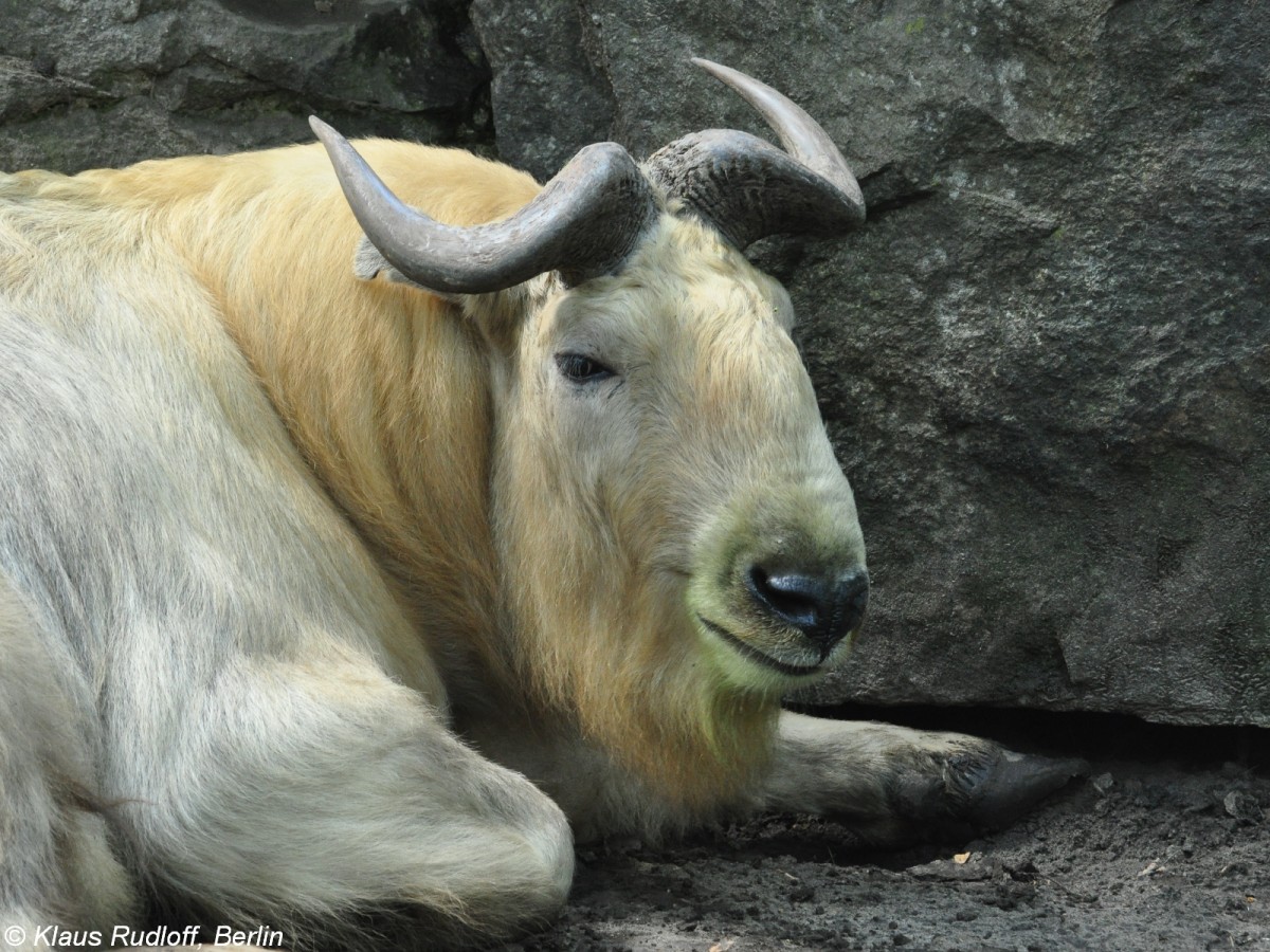 Goldtakin (Budorcas taxicolor bedfordi) im Tierpark Berlin