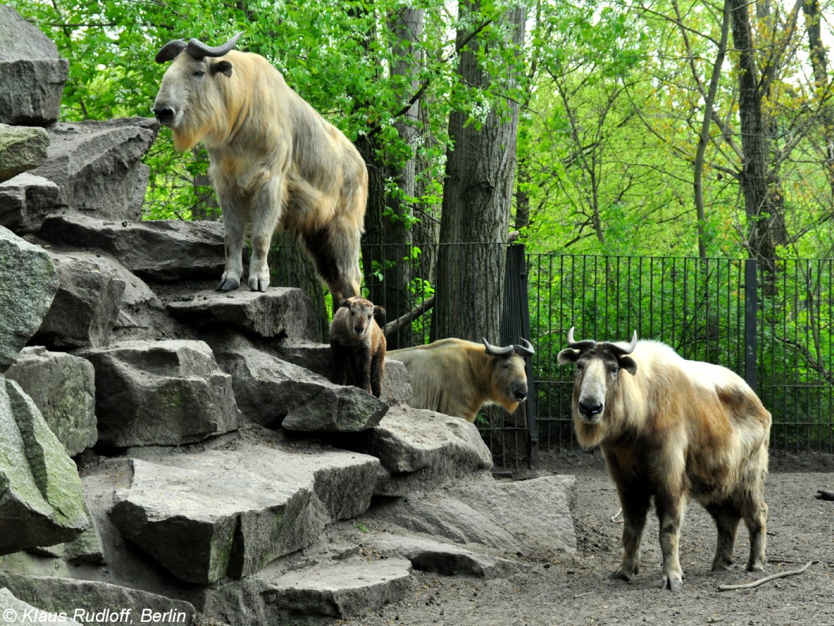 Goldtakin (Budorcas taxicolor bedfordi). Zuchtgruppe im Tierpark Berlin