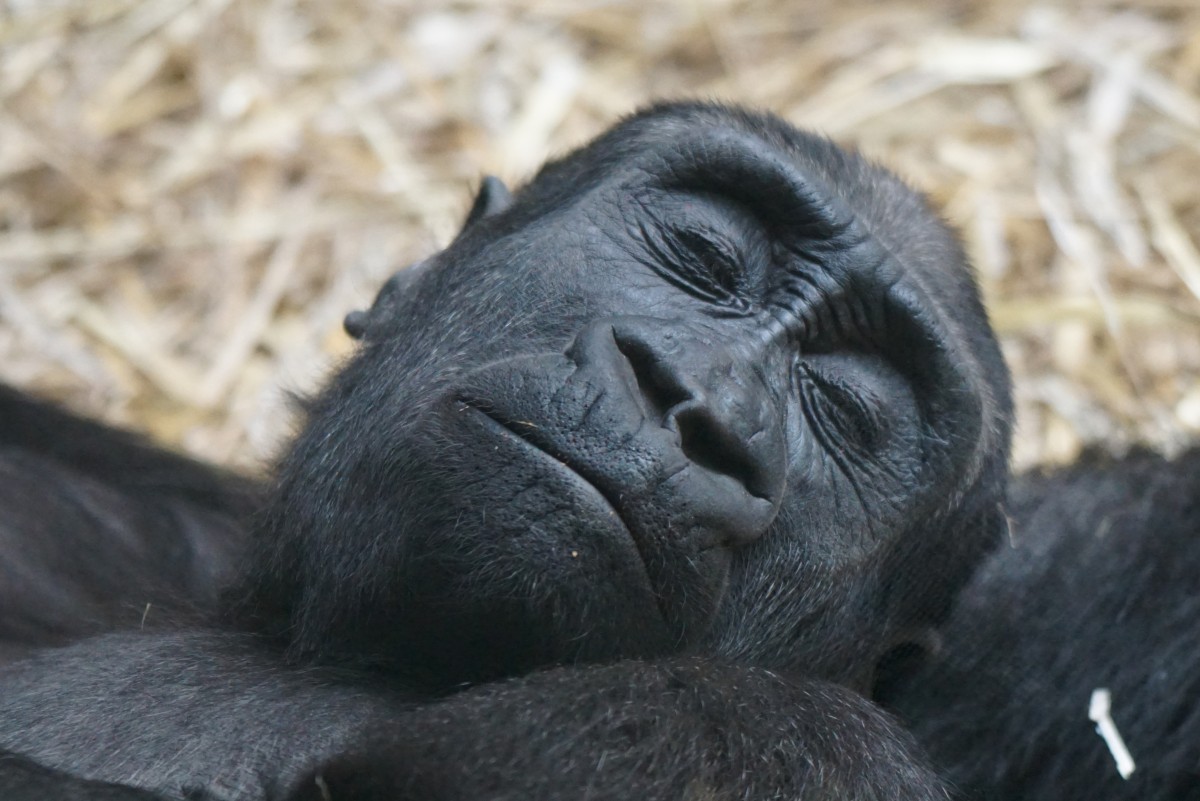 Gorilla beim Mittagsschlaf (20.10.2015, Zrich Zoo)