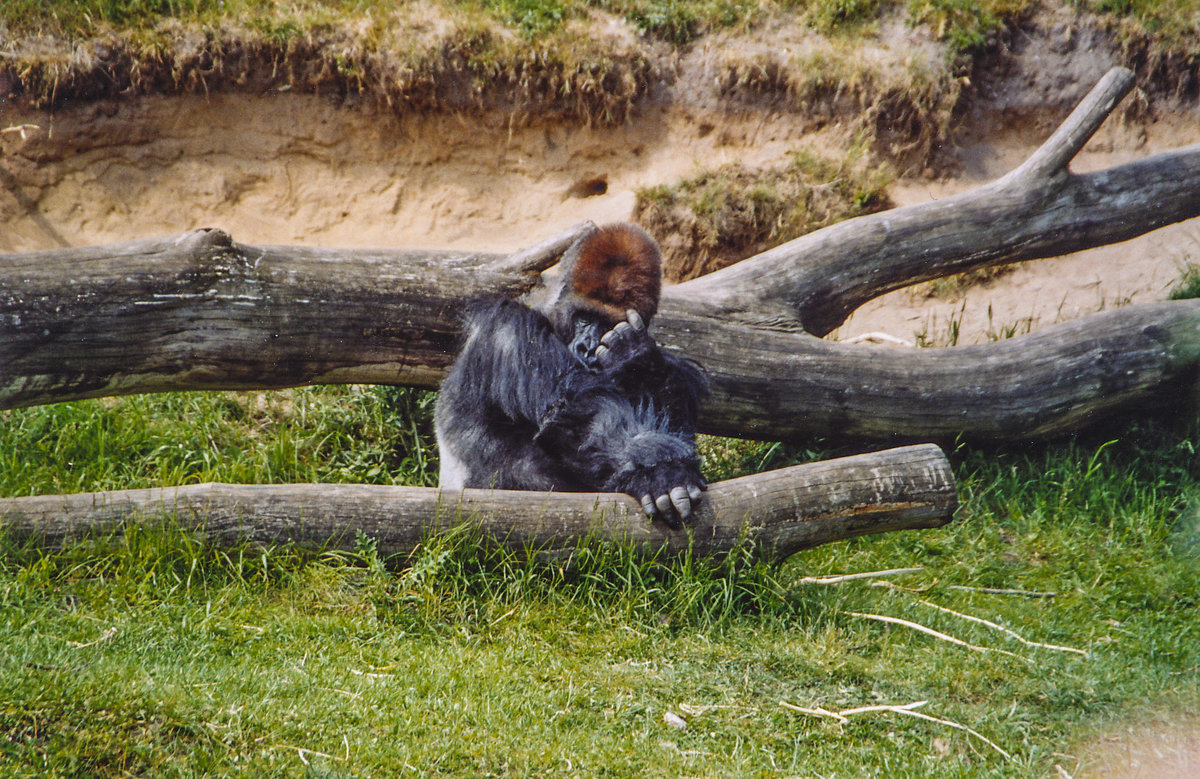 Gorilla im Givskud Zoo in Dnemark. Aufnahme: 30. Mai 2004.