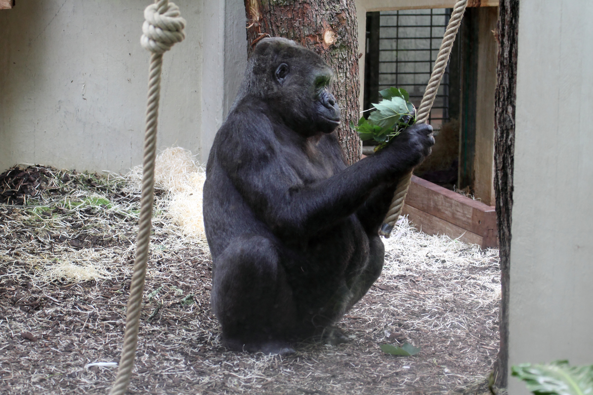 Gorilla im Wuppertaler Zoo 10.7.2016