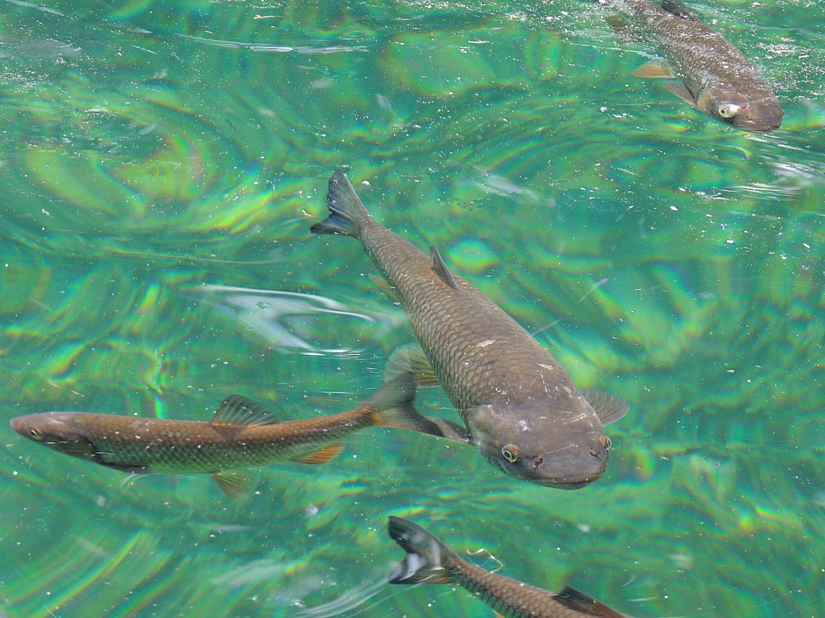 Graskarpfen (Ctenopharyngodon idella) tummeln sich in den Gewssern des Nationalpark Plitvicer Seen; 130421