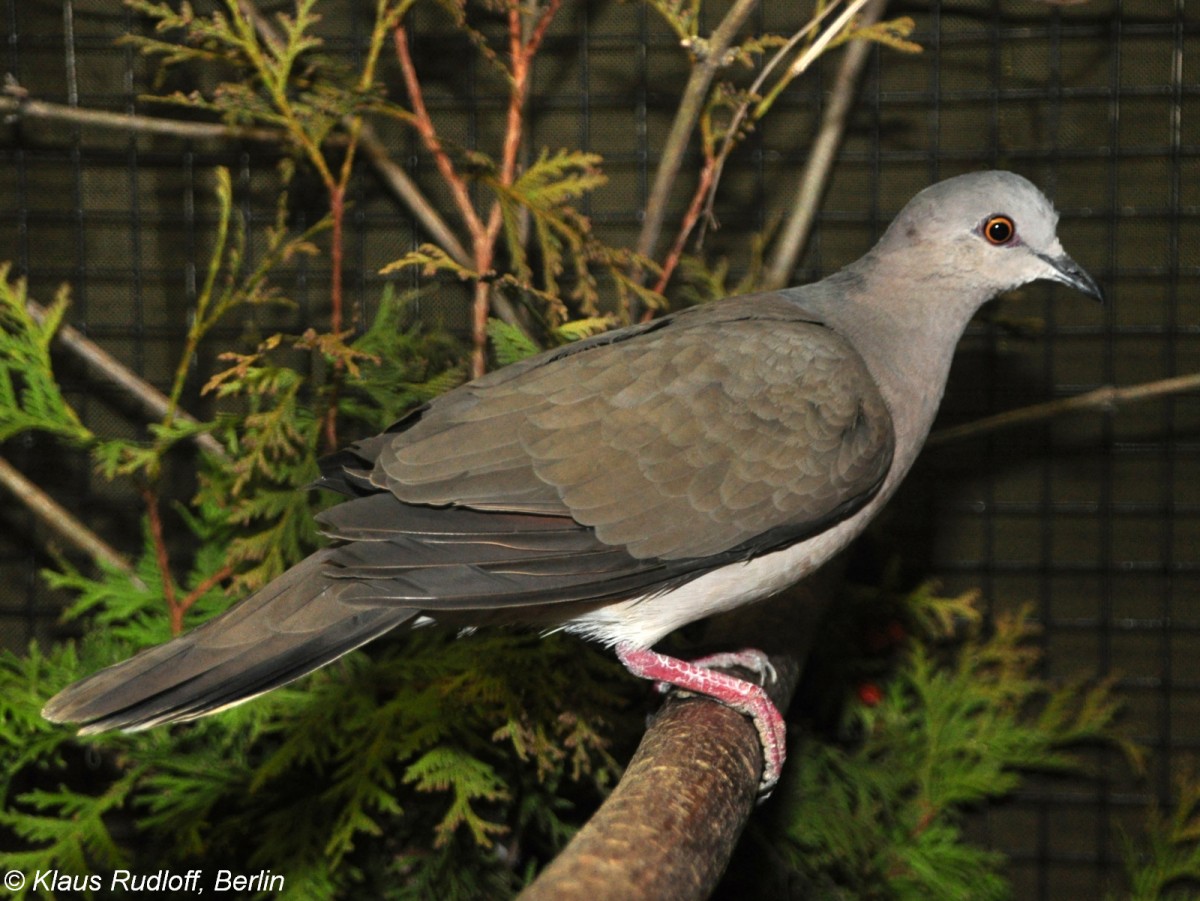 Graubrusttaube (Leptotila cassinii) auf der Landesvogelschau Recklinghausen (Januar 2014).