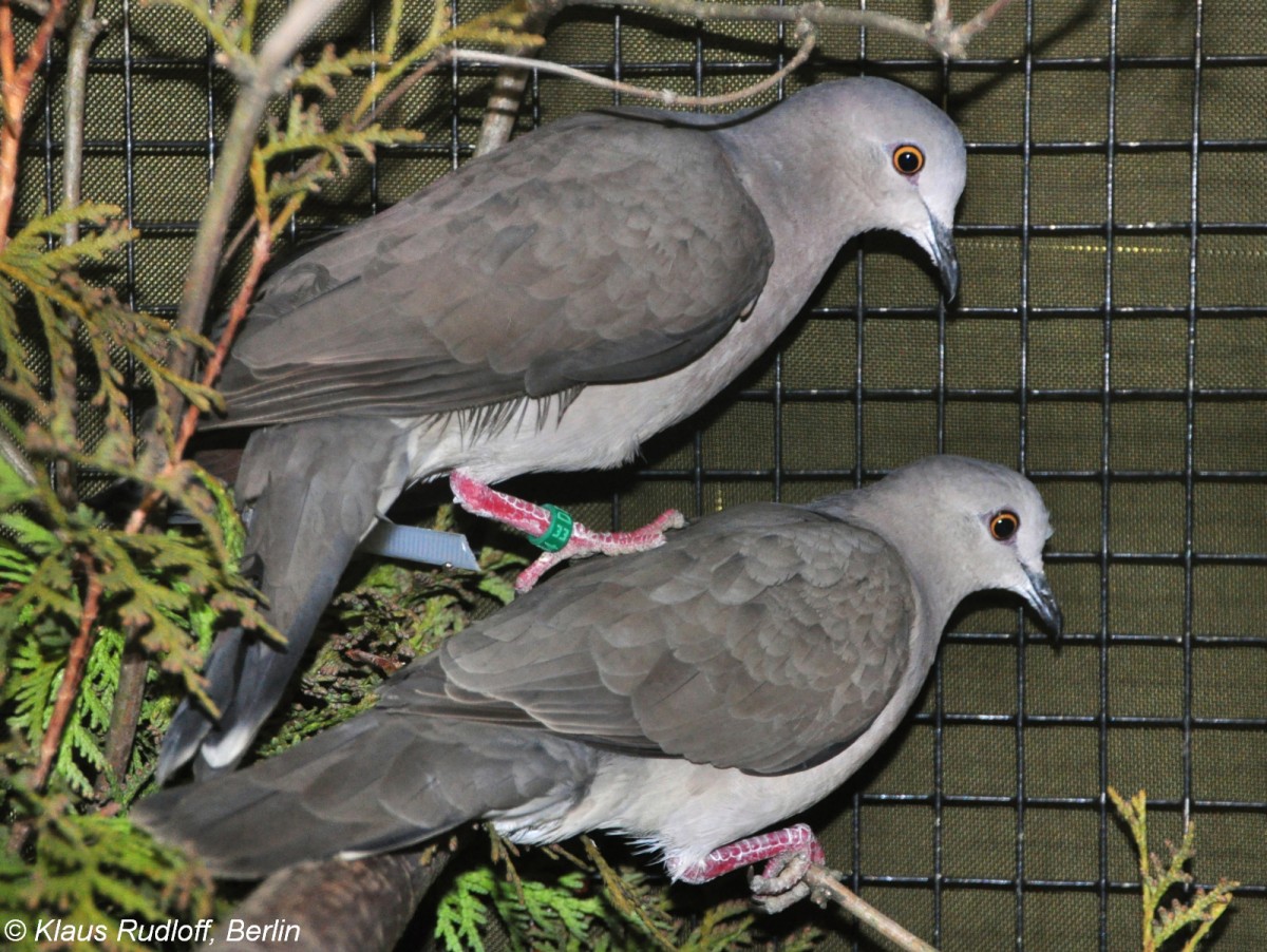 Graubrusttaube (Leptotila cassinii) auf der Landesvogelschau Recklinghausen (Januar 2014).