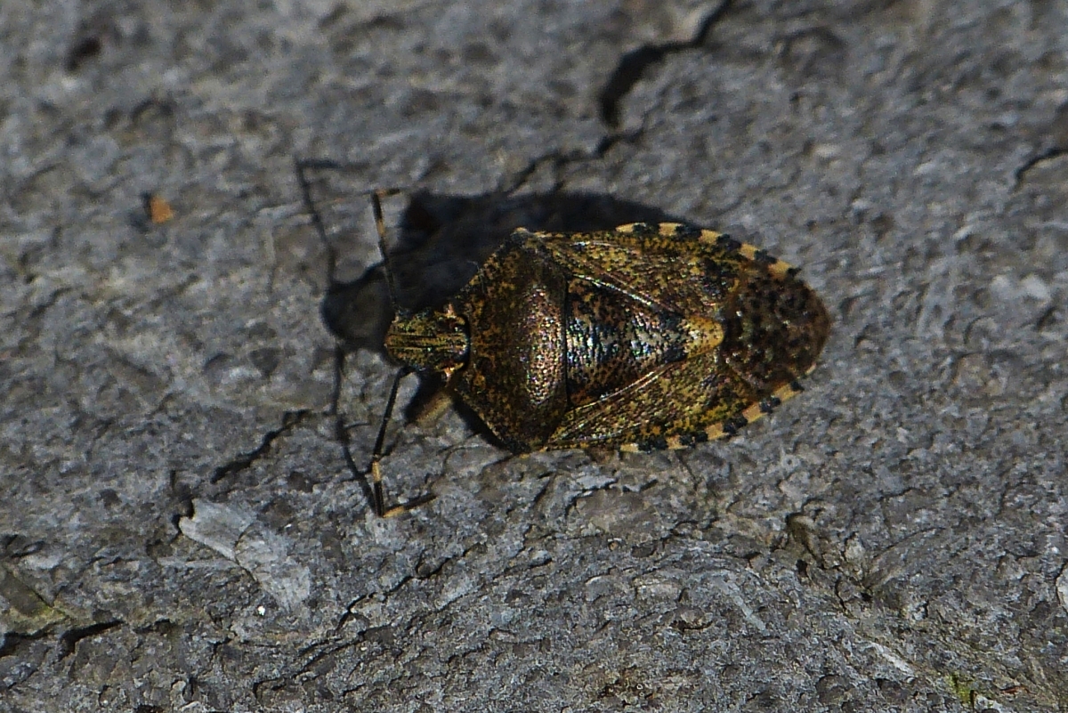 graue Feldwanze / Rhaphigaster nebulosa lag am 20.03.2020 Leblos auf unser Treppe an der Haustr.