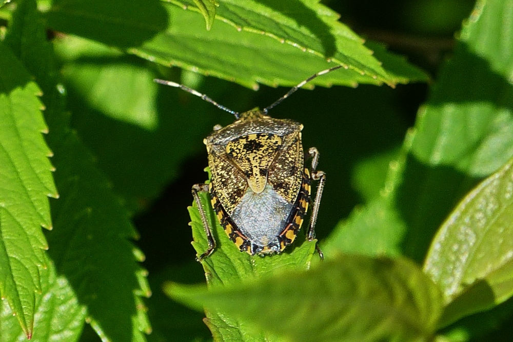 Graue Gartenwanze, gesehen am Bahnhof in Kautenbach.  Juni 2019 