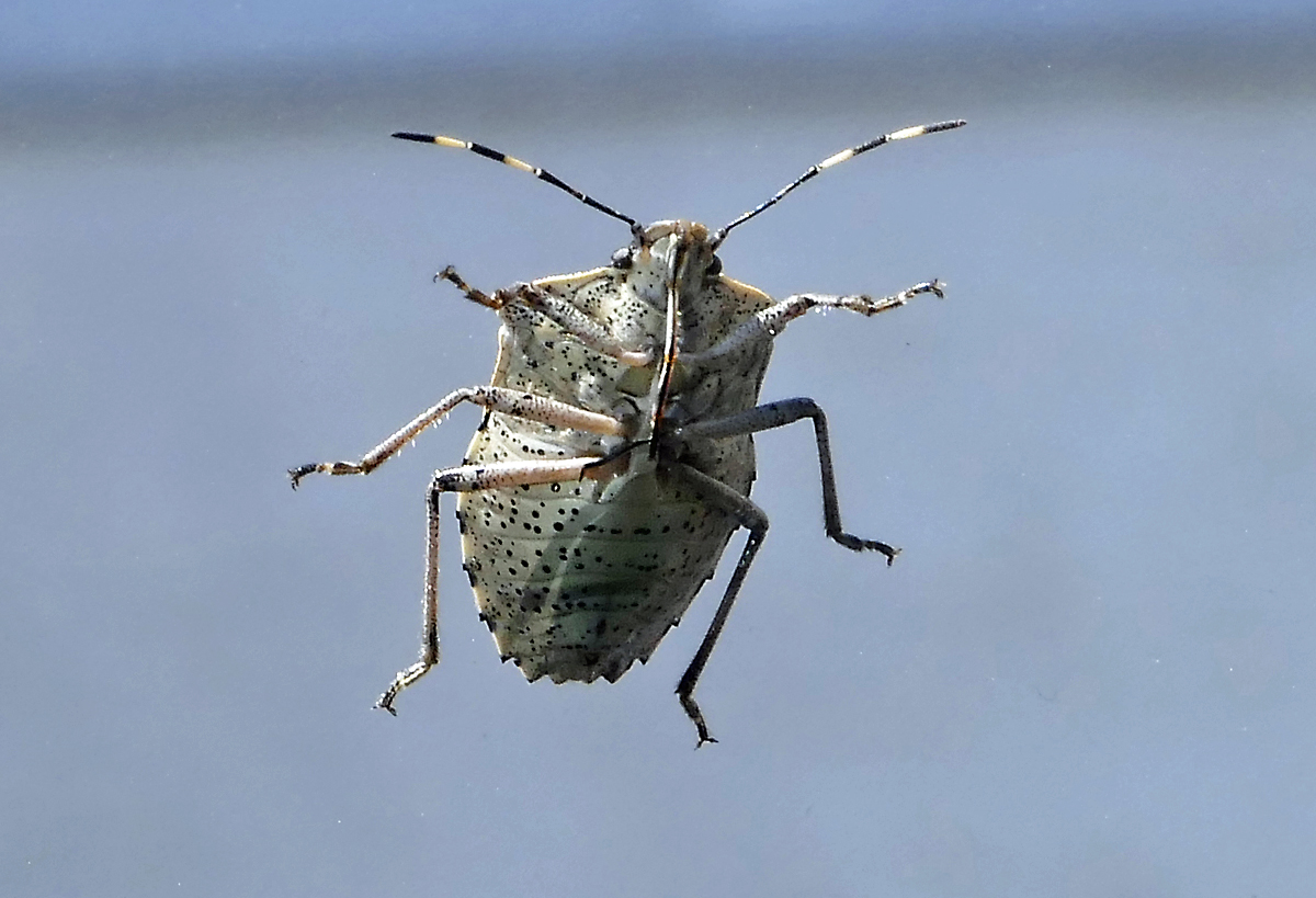 Graue Gartenwanze glotzt mich durch die Windschutzscheibe an - 18.04.2019