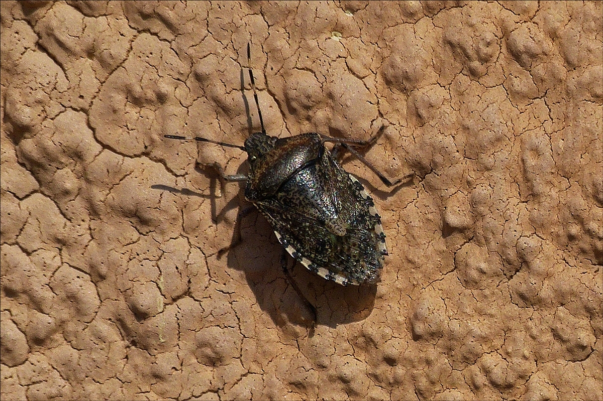 Graue Gartenwanze,gesehen an unserer Hauswand.  April 19