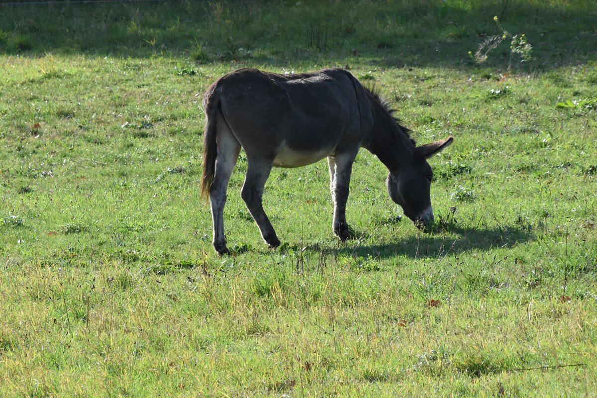 Grauesel im Britzer Park in Berlin-Britz (DEUTSCHLAND - Berlin, 13.10.2019)