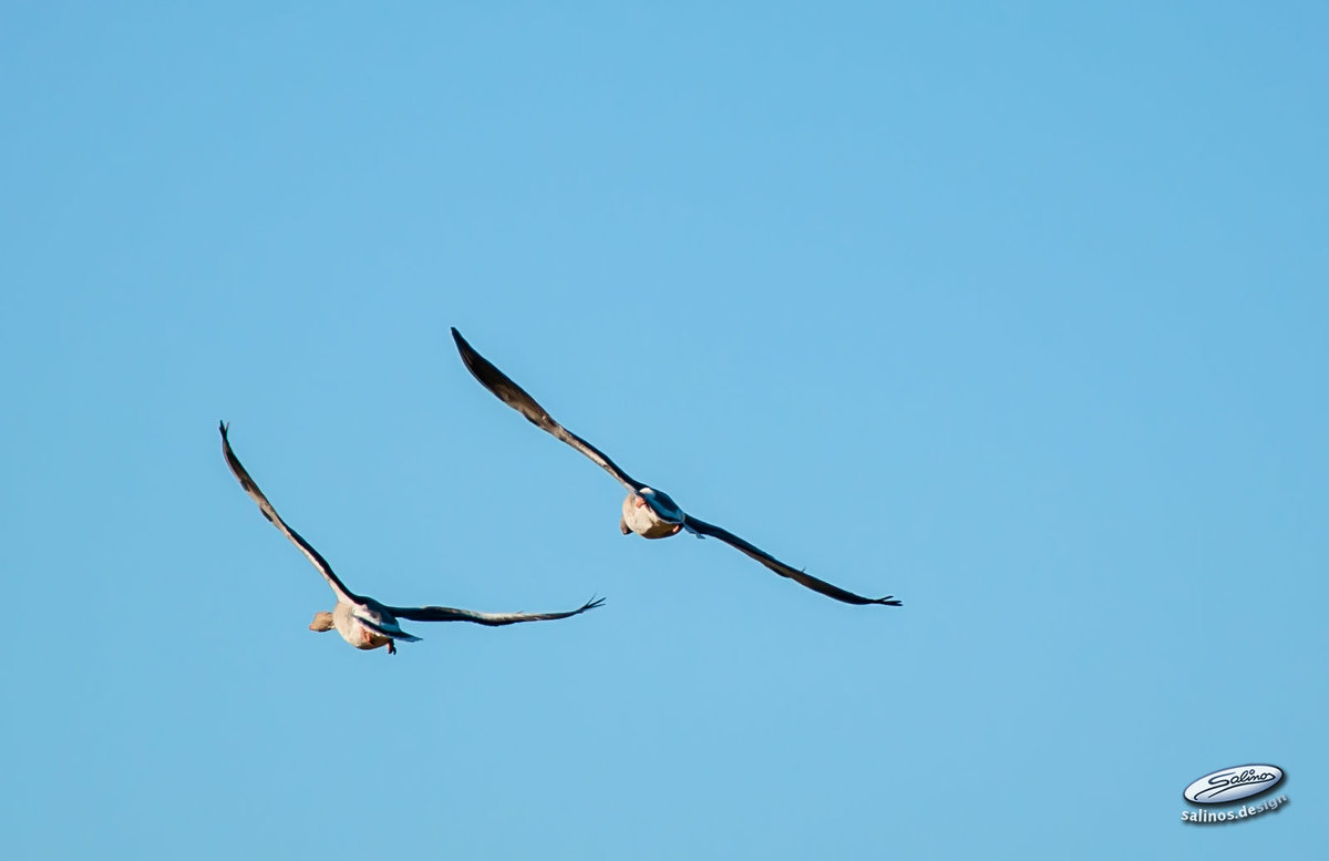 Graugnse im Flug, Naturschutzgebiet Brokhuchting, Bremen