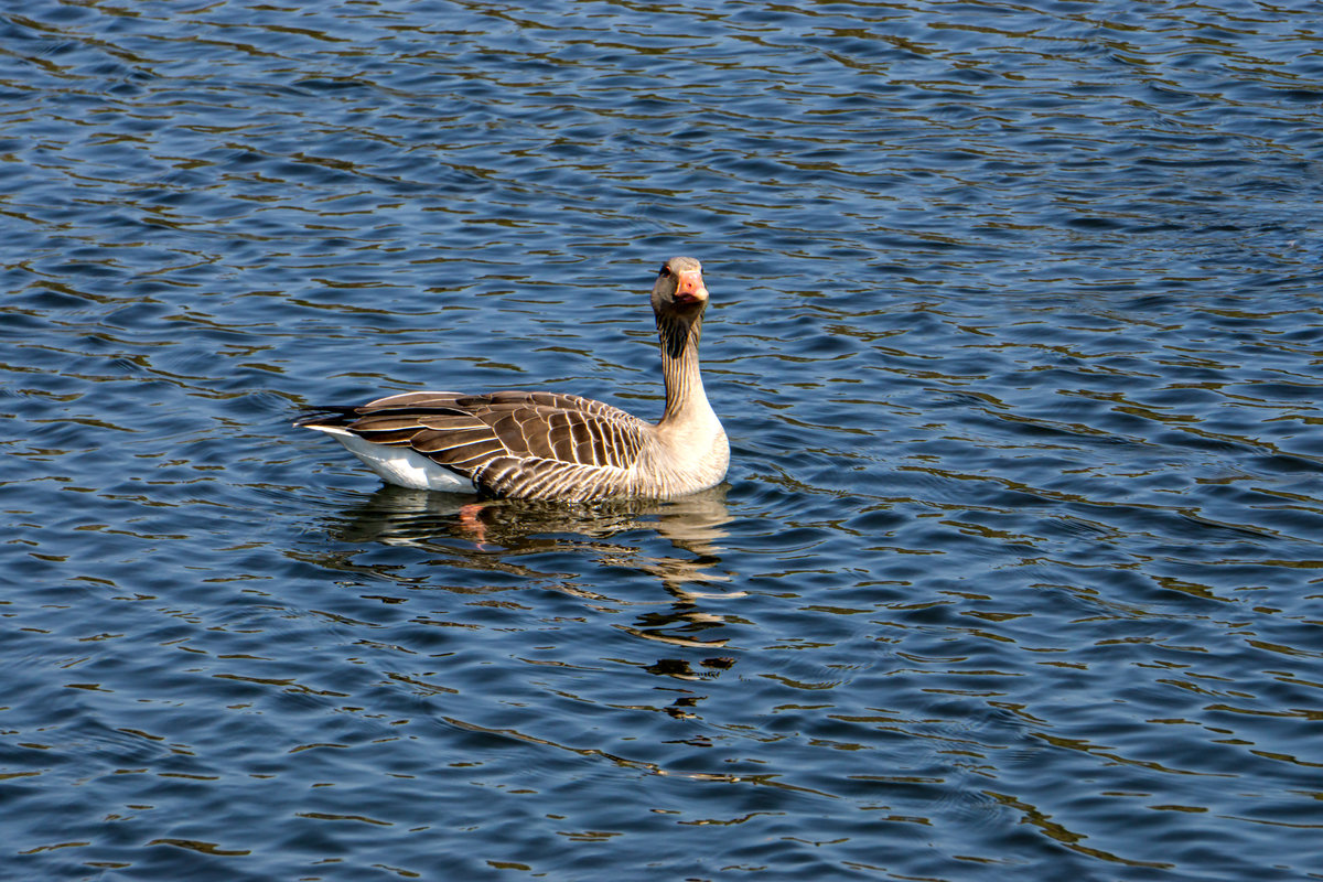 Graugnse im Tierpark Germendorf am 18.04.2019