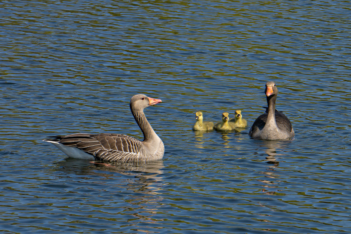 Graugnse im Tierpark Germendorf am 18.04.2019