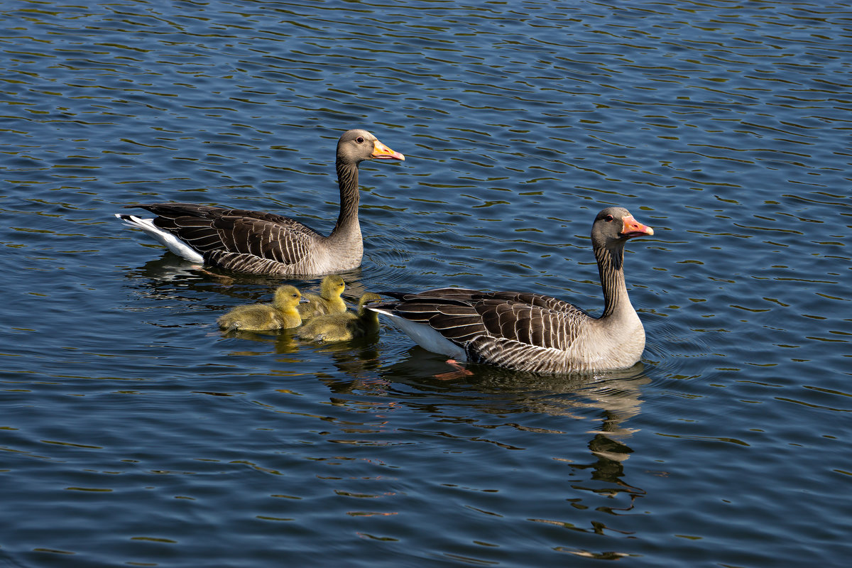 Graugnse im Tierpark Germendorf am 18.04.2019