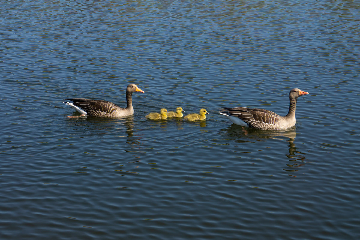 Graugnse im Tierpark Germendorf am 18.04.2019