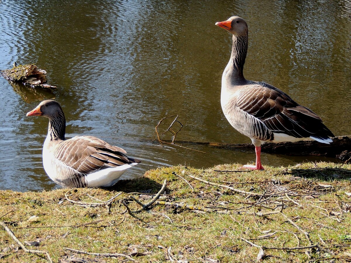 Graugnse(Anser anser) sind wohl schon Frhlingsvorboten, denn soeben sind sie  am Stadtteich zu Ried eingetroffen; 230228