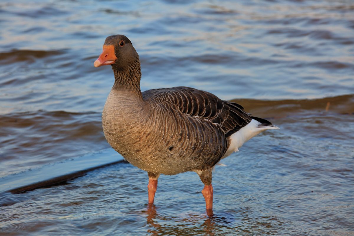 Graugans am Strand von Ueckermnde. - 28.02.2016