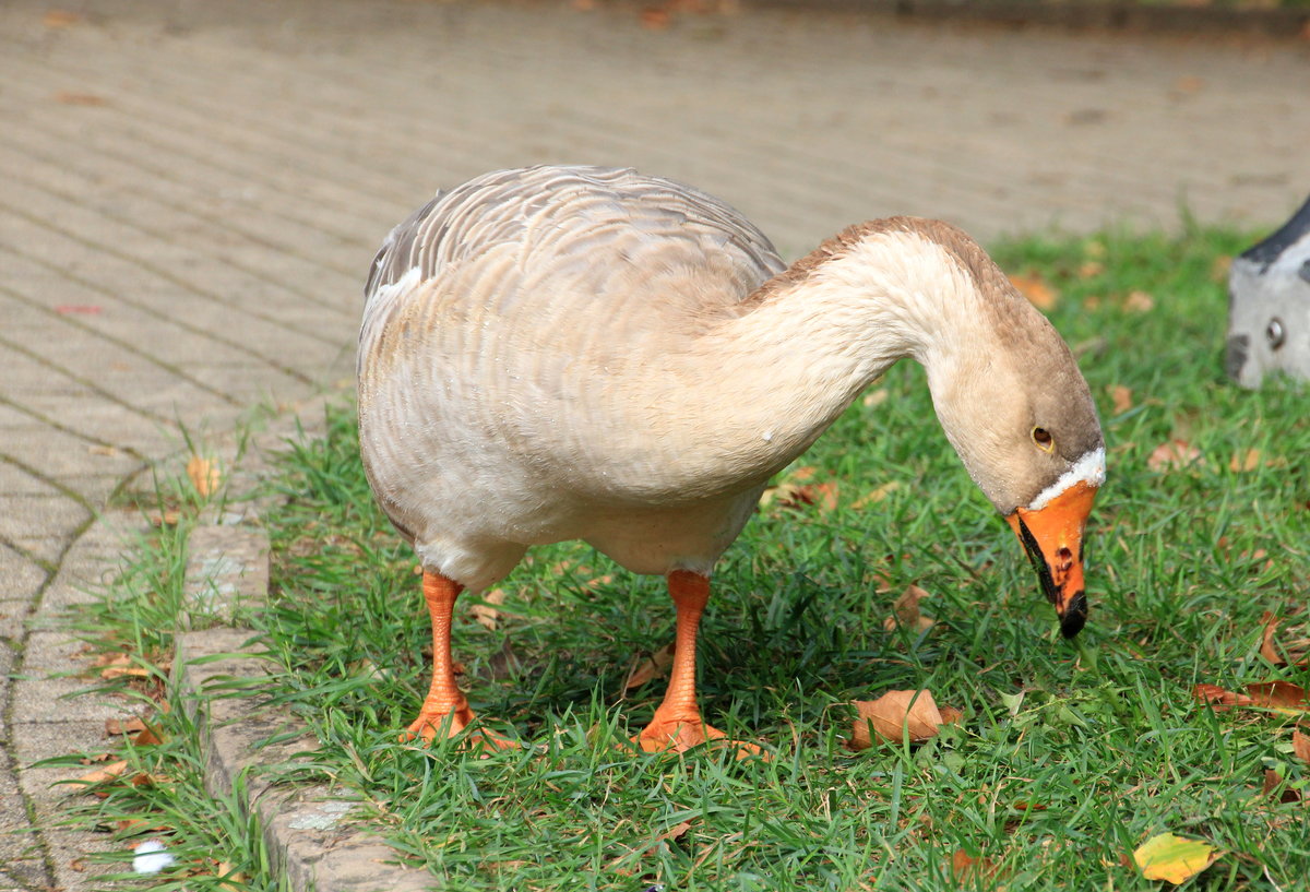 Graugans beim Fressen am 06.10.2020 in Celle. 