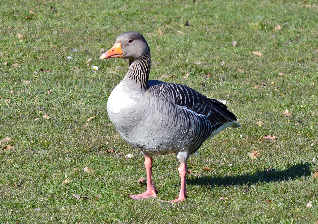 Graugans in der Rheinaue  Bonn  - 14.03.2016