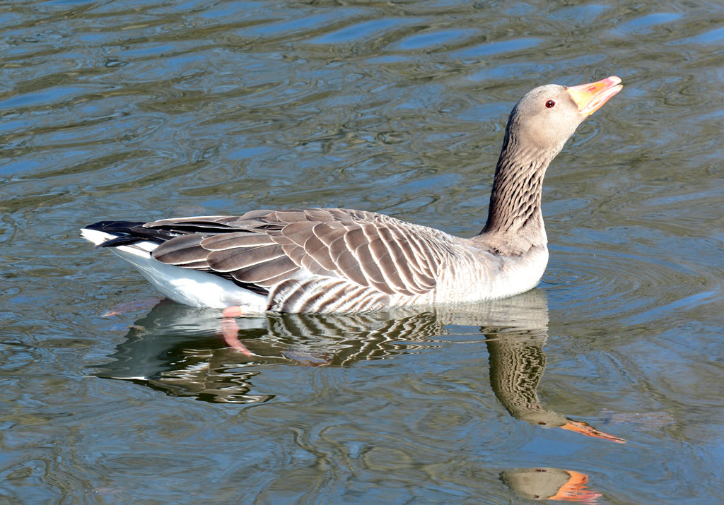 Graugans in der Rheinaue Bonn - 14.03.2016