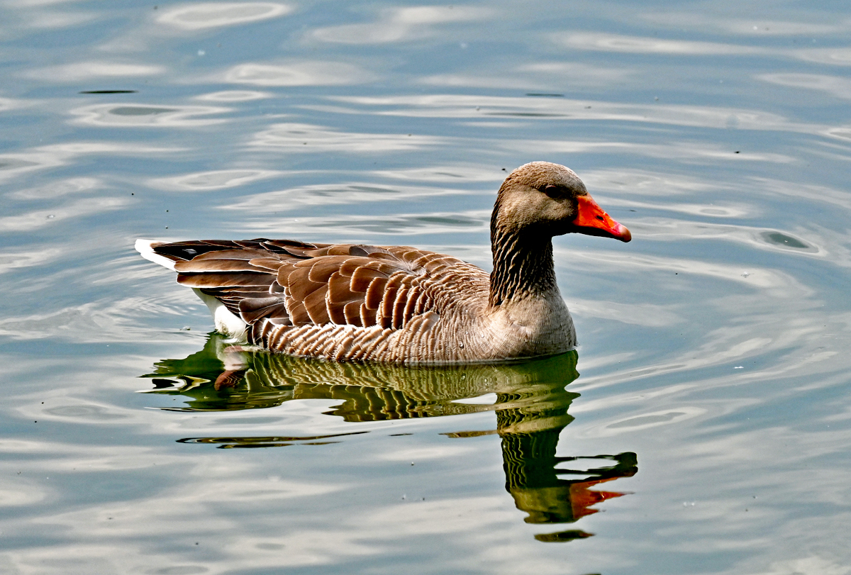 Graugans schwimmt im Zlpicher See - 07.05.2022