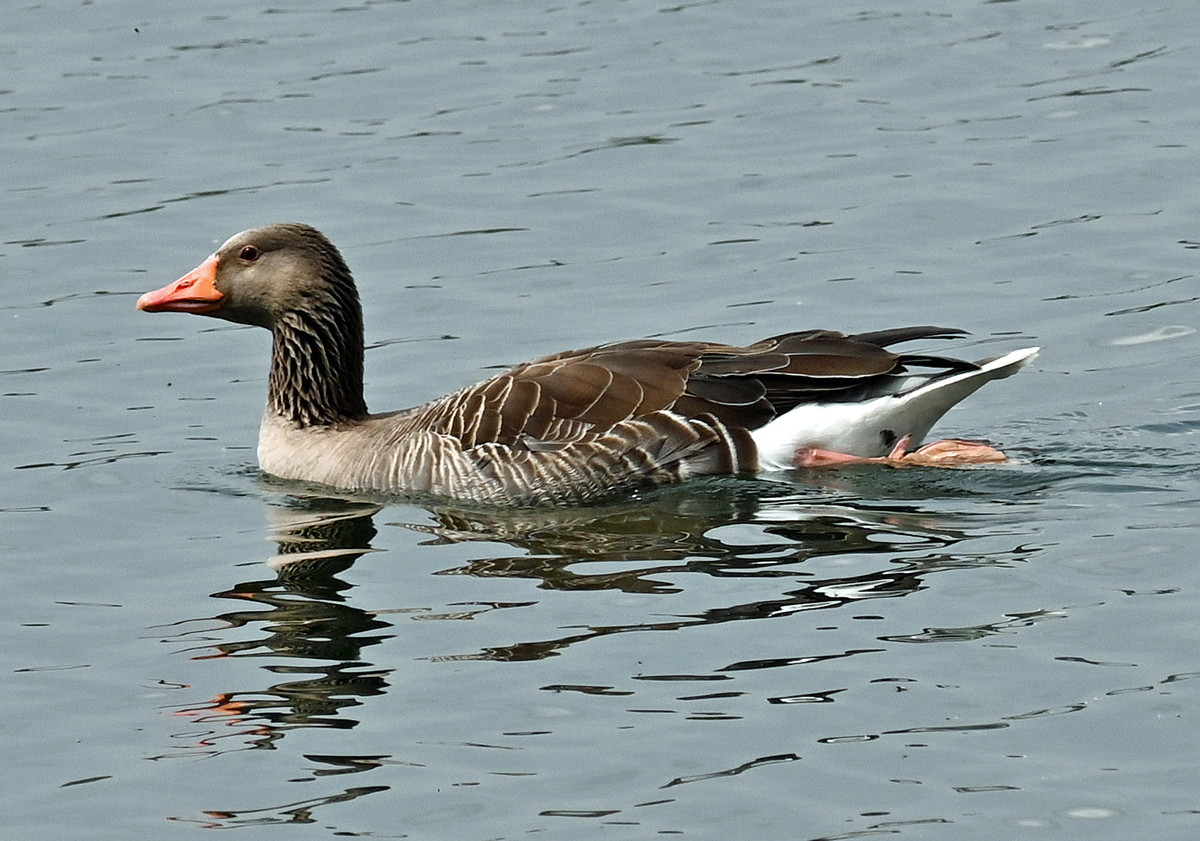 Graugans im Zlpicher See - 07.05.2022