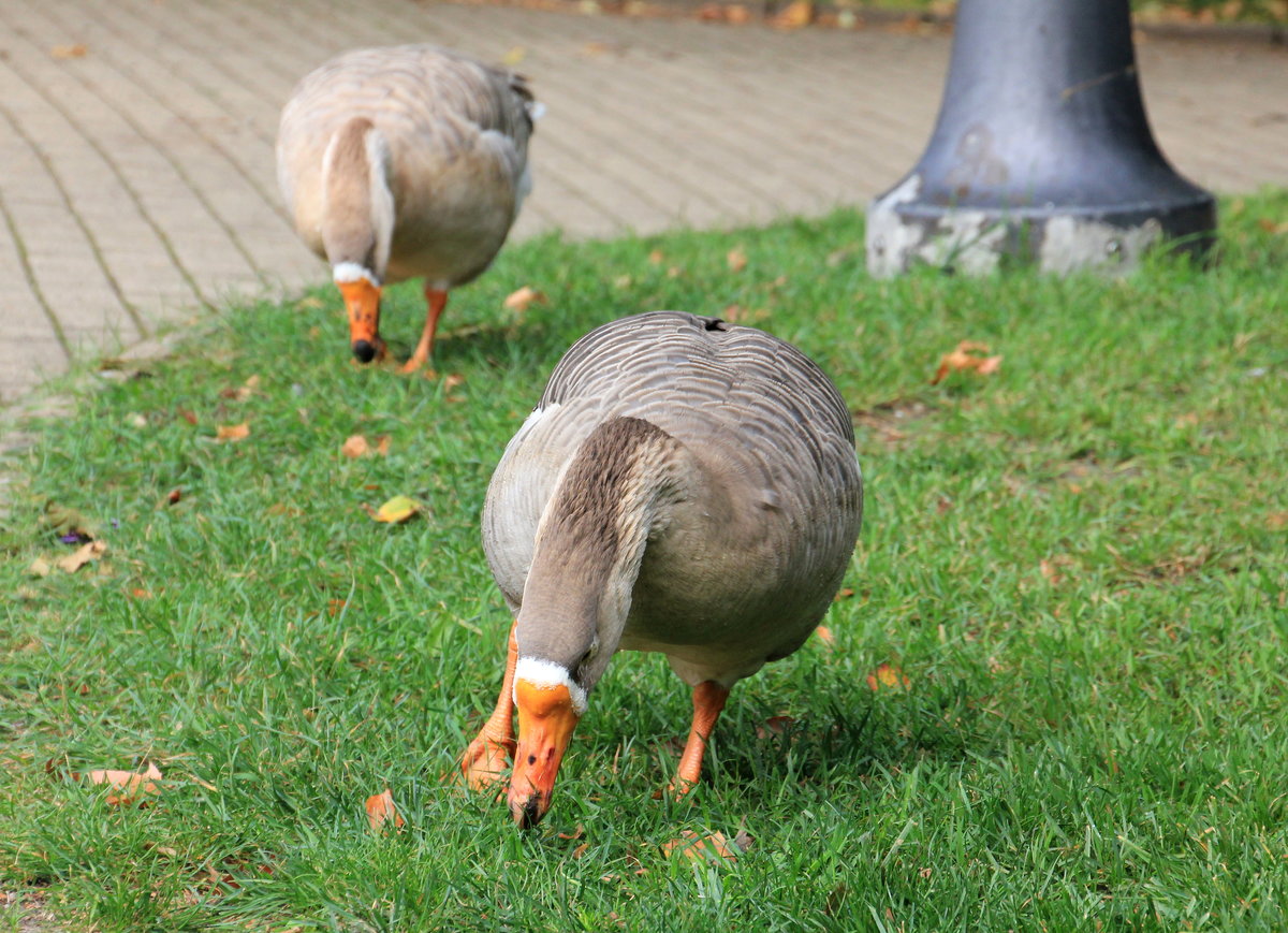 Graugansduo beim Fressen am 06.10.2020 beim Wasserschloss in Celle. 