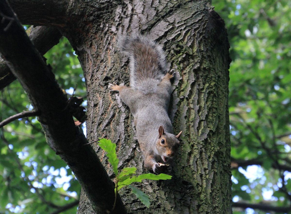 Grauhrnchen am 08.08.2019 im Greenwich Park in London. 