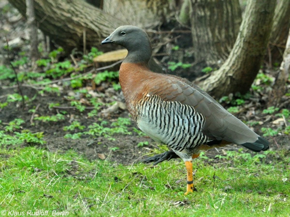 Graukopfgans (Chloephaga poliocephala) im Tierpark Cottbus (April 2015).