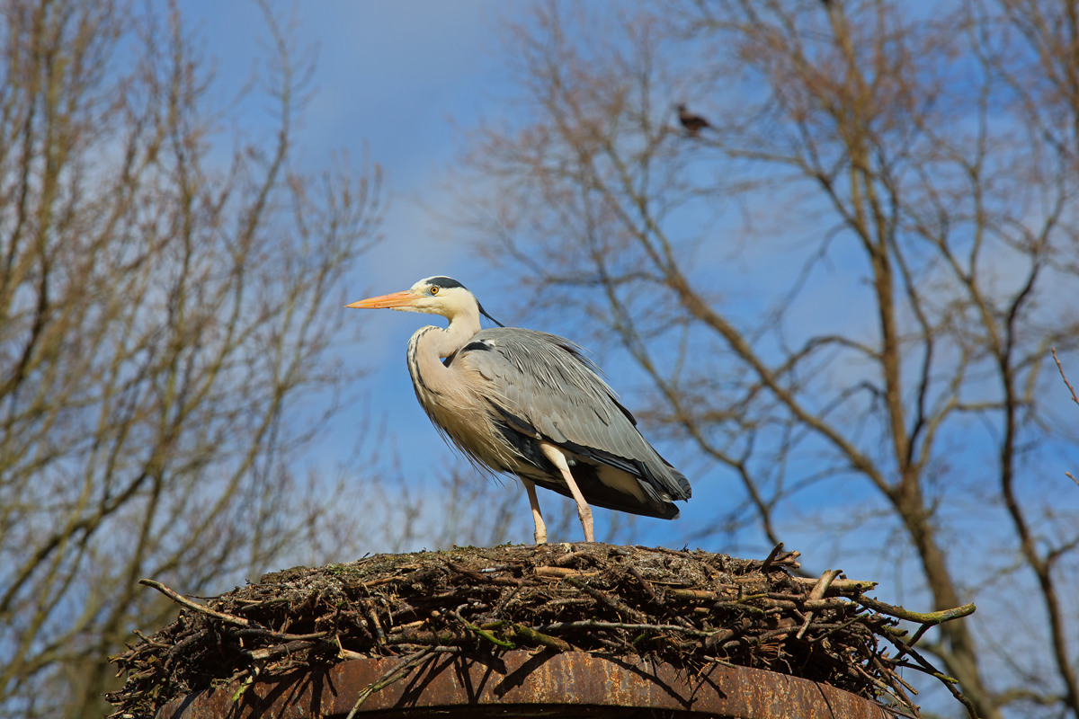 Graureiher als Futtergast im Tierpark Ueckermnde. - 05.04.2015