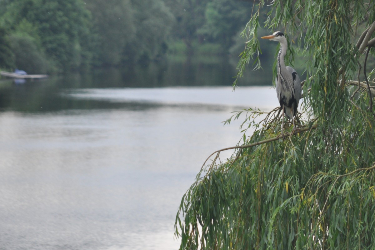 Graureiher an der Ems auf Lauer (RHEINE, Kreis Steinfurt/Deutschland, 24.05.2014)