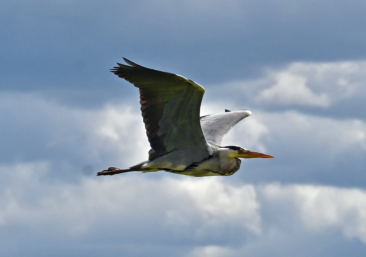 Graureiher im Anflug bei Odendorf - 25.05.2022