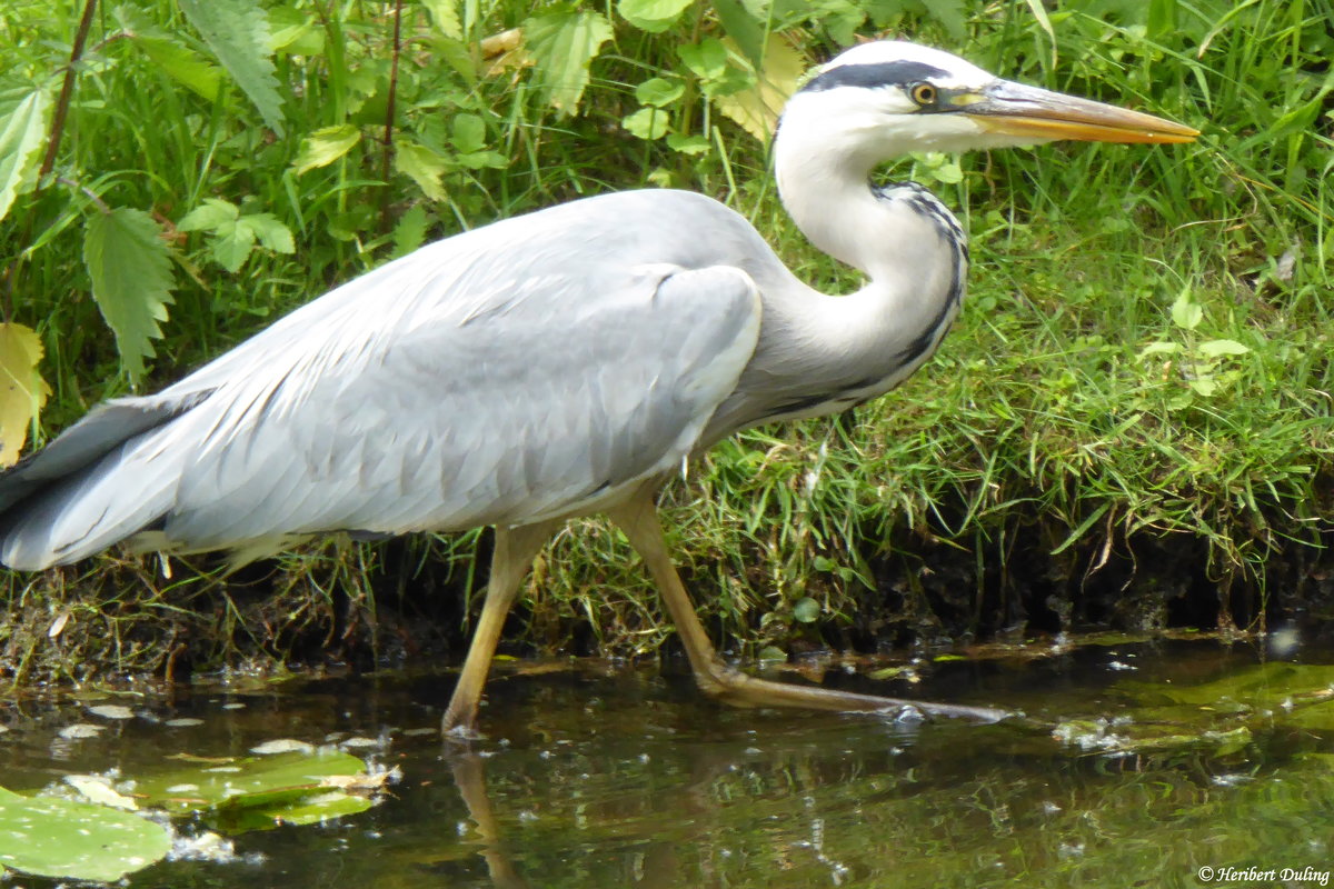 Graureiher (Ardea cinerea), gesehen im Mai 2018 bei der Suche nach Nahrung am Ufer des Ems-Vechte-Kanal in Nordhorn.