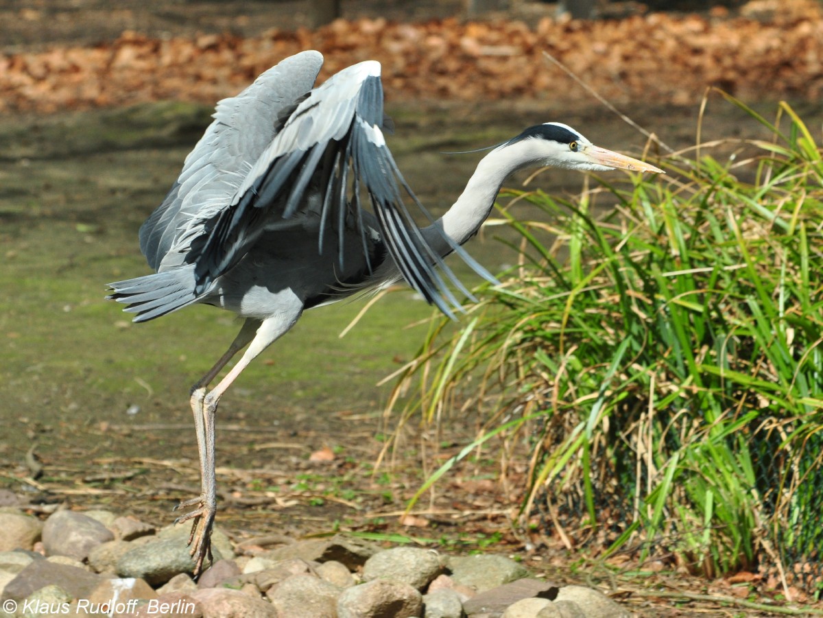 Graureiher (Ardea cinerea) im Tierpark Cottbus (April 2015).