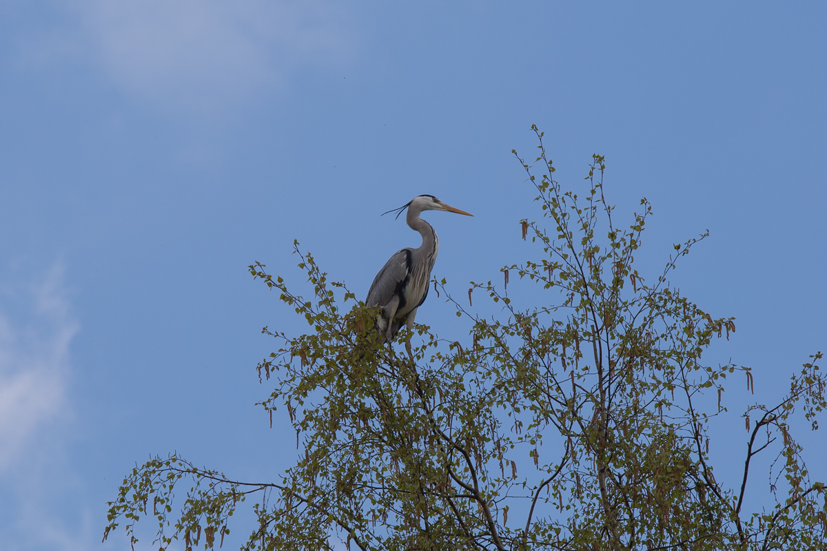 Graureiher auf einer Birke. - 21.04.2014