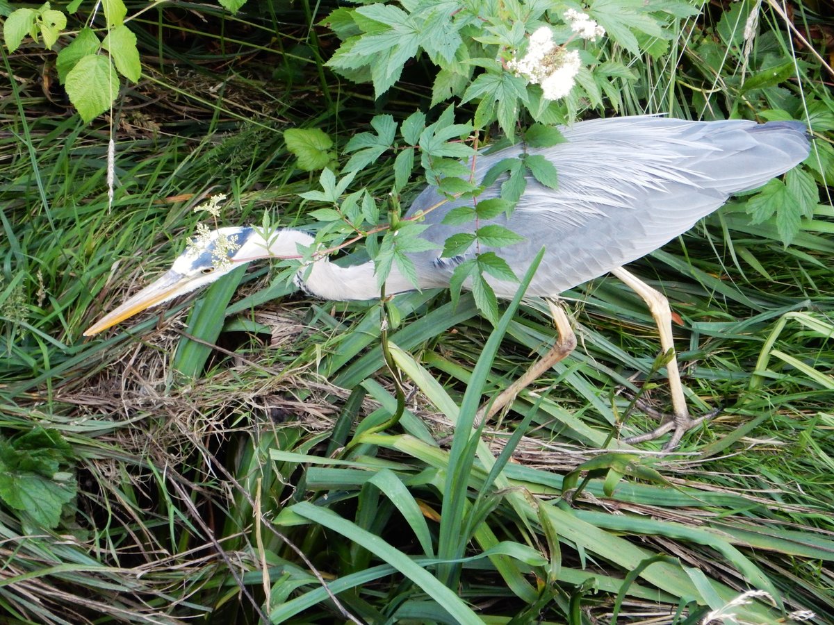 Graureiher auf Futtersuche in der freien Natur - 04.07.2016