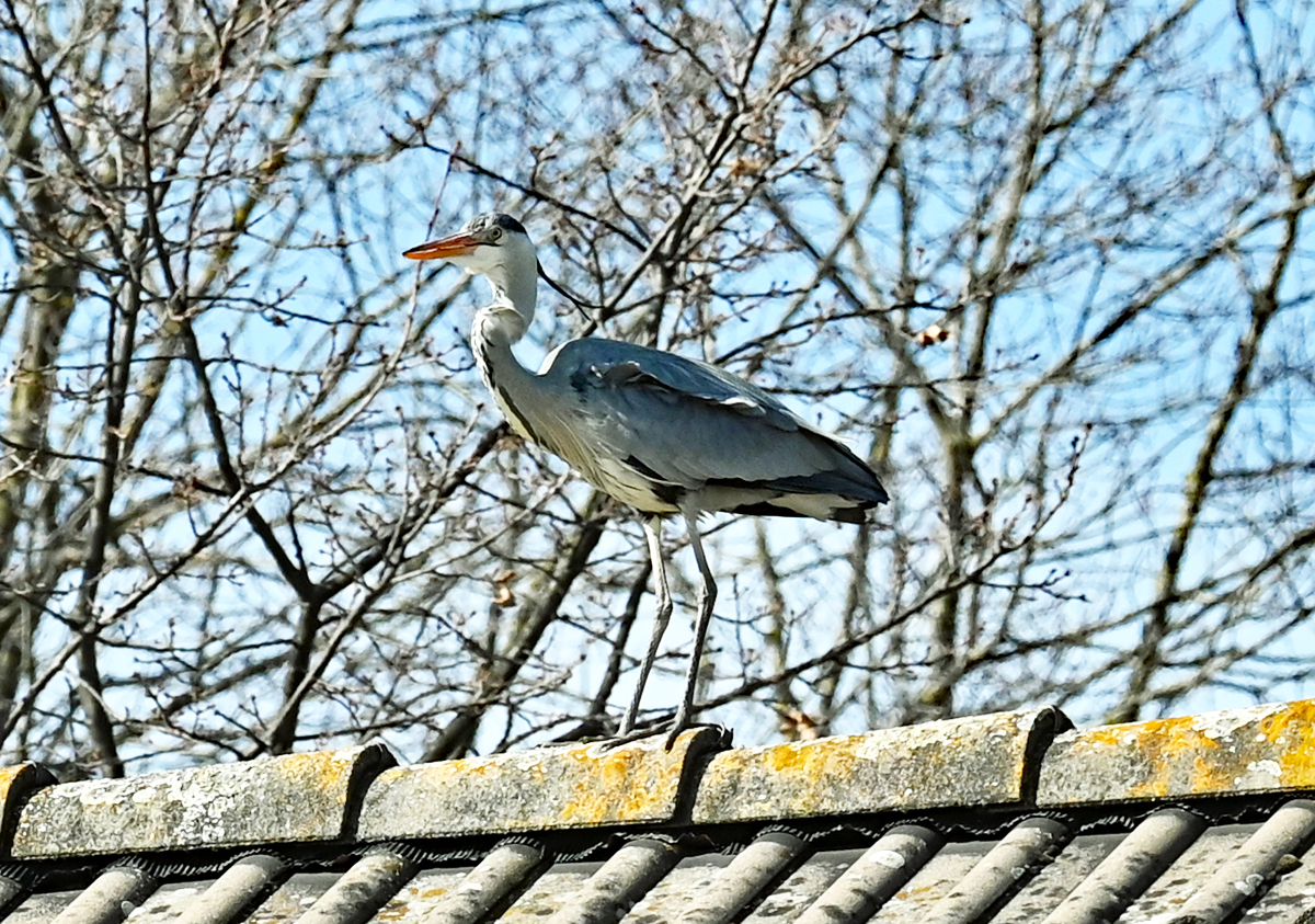 Graureiher auf Nachbars Dach - 13.03.2022