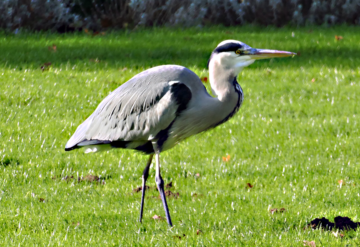 Graureiher auf einer Wiese am Ahrufer in Bad-Neuenahr - 10.11.2019