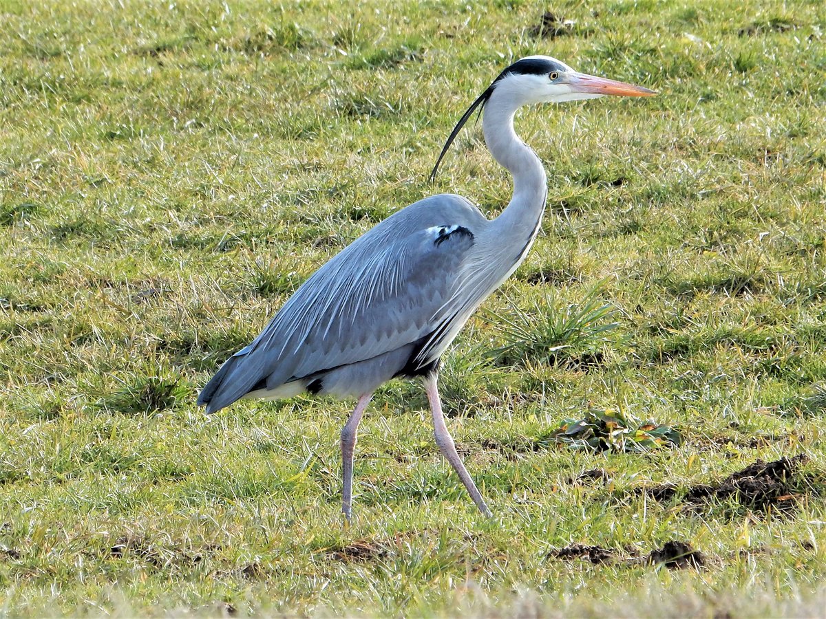 Graureiher bei der Futtersuche auf einer Wiese in der freien Natur - 19.02.2017