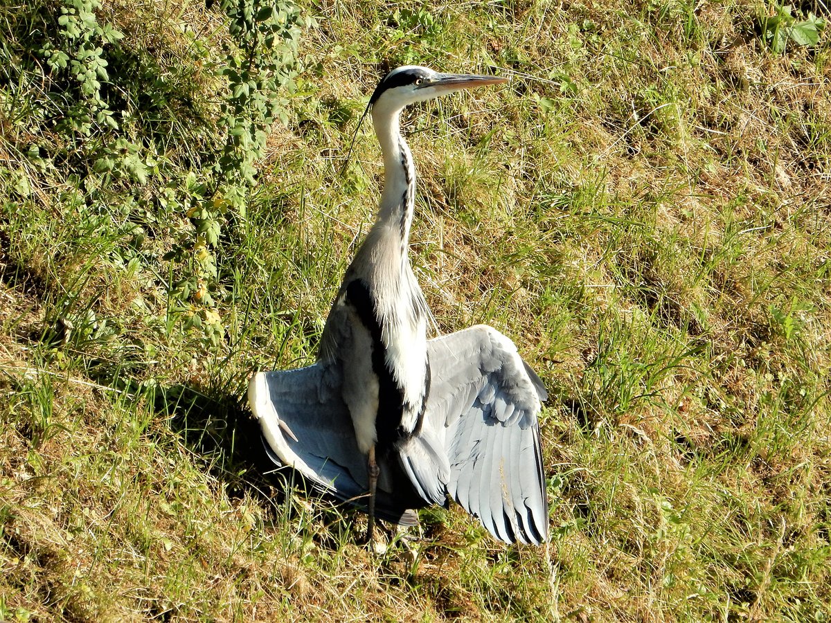 Graureiher beim Sonnen anbeten in der freien Natur - 30.06.2018