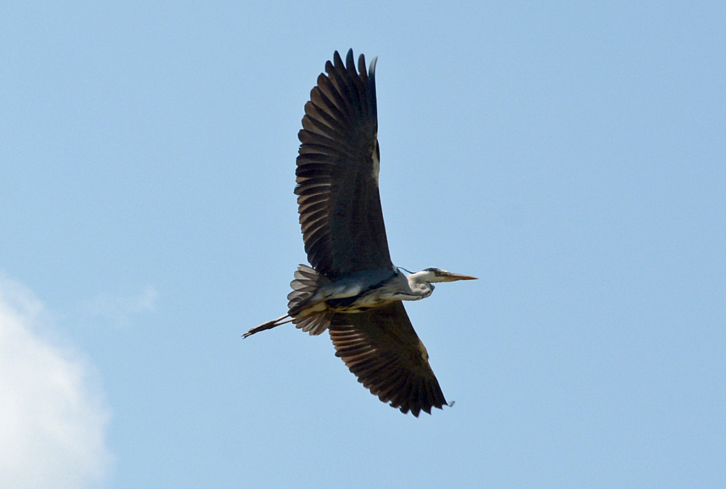 Graureiher im Flug ber Merzenich - 19.05.2014