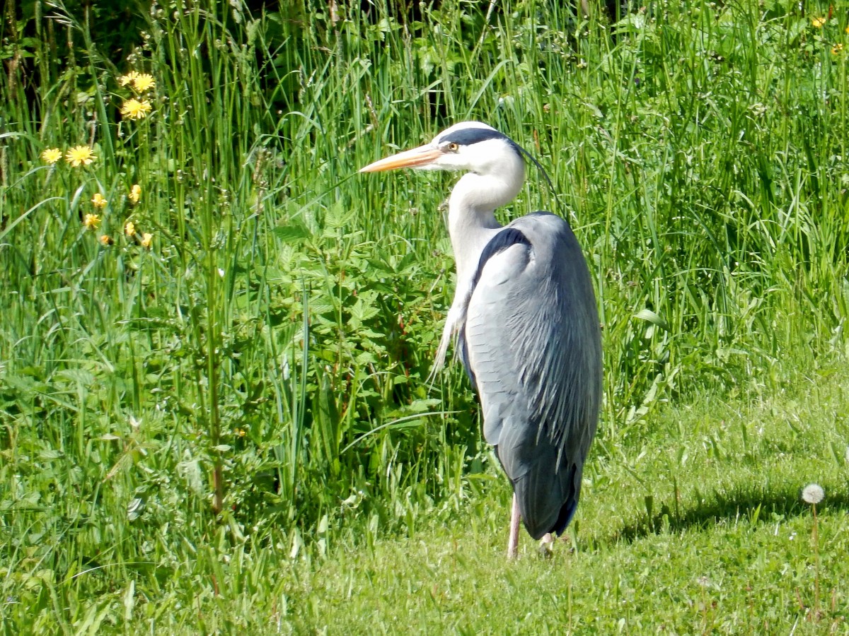 Graureiher in der freien Natur - 11.05.2015