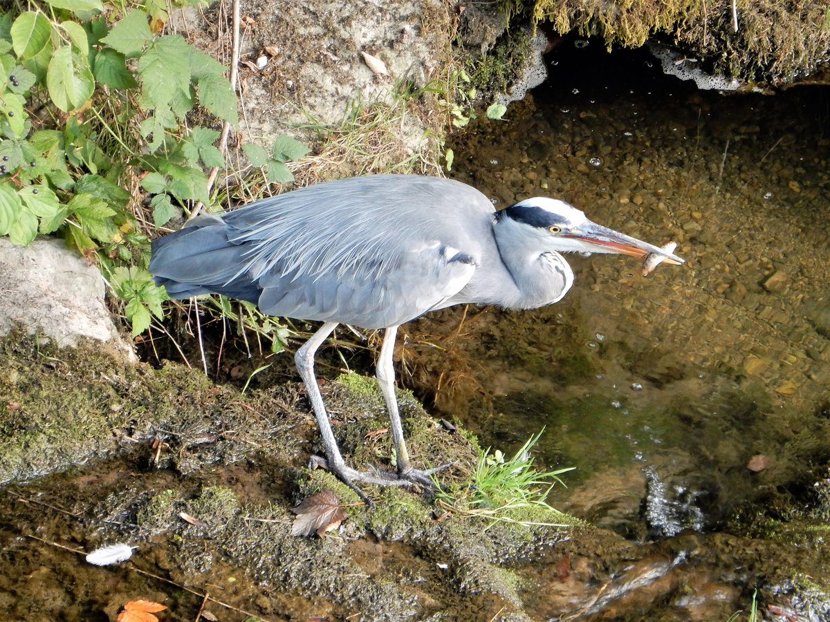 Graureiher hat Beute gemacht am Schlossbach in Wetzikon, Kanton Zrich, Schweiz - 12.08.2018