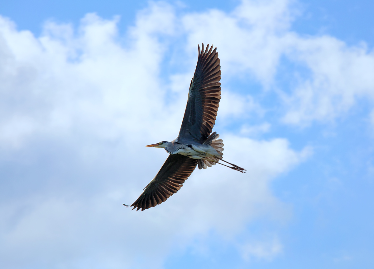 Graureiher ber dem Stettiner Haff. - 28.06.2015