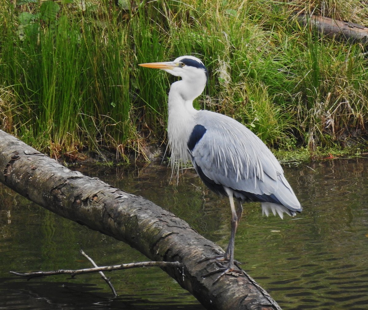 GRAUREIHER(FISCHREIHER) AUF BEUTESUCHE
Den ganzen Uferbereich des Weihers in NIEDERSCHELDEN/SIEGERLAND hatte dieser GRAUREIHER am 22.11.2019
fr sich alleine und konnte ungestrt auf Beute warten.....