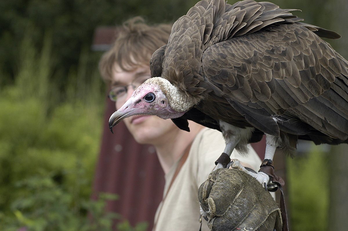 Greifvogel - Adlerwarte Berlebeck.

Aufnahmedatum: 27. Juli 2007.