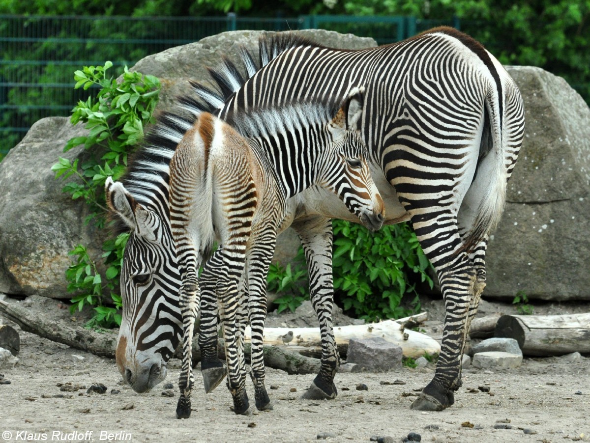 Grevy-Zebrafohlen mit Mutter (Equus grevyi) im Tierpark Berlin.