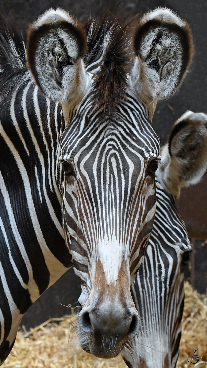 Grevy-Zebras Anfang Juni 2018 im Zoo Aalborg.