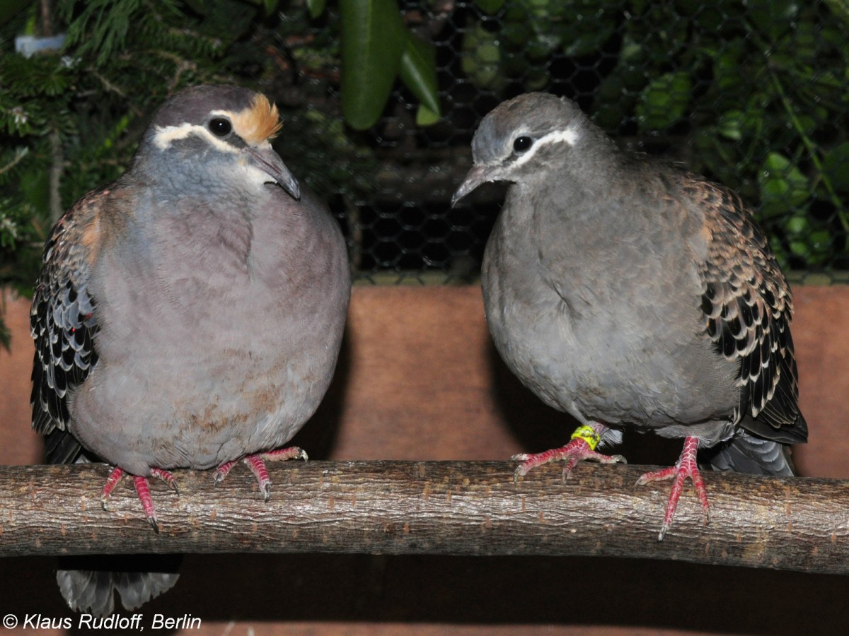 Groe Bronzeflgeltaube (Phaps chalcoptera). Paar auf der Landesvogelschau Recklinghausen (Januar 2014).